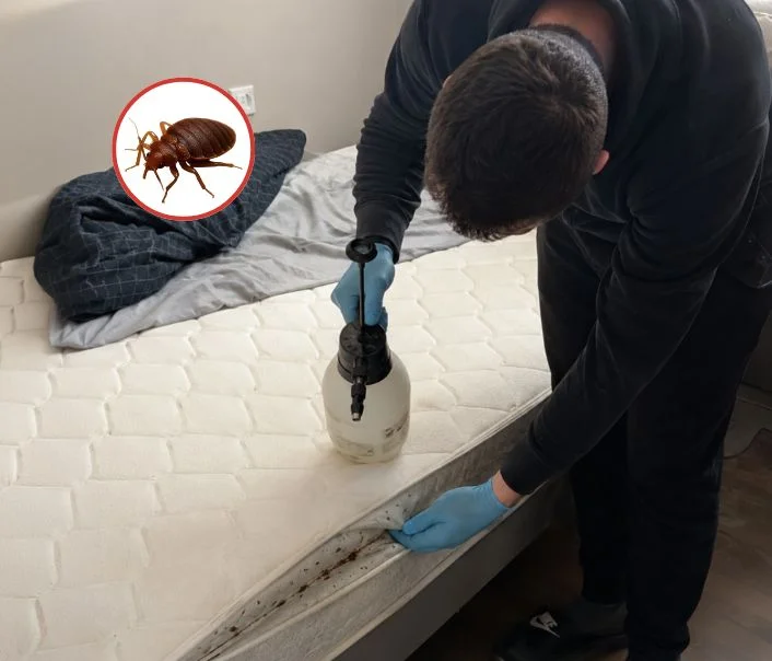 Technicien traitant un matelas contre les punaises de lit à Brueil-en-Vexin